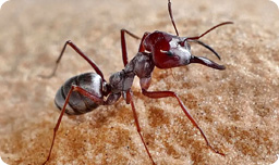 Ant