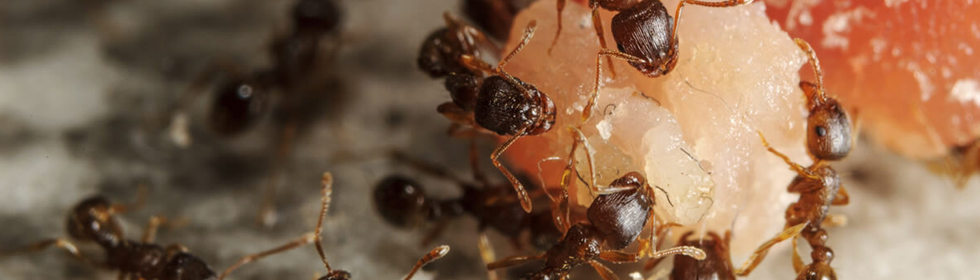 Ant Control