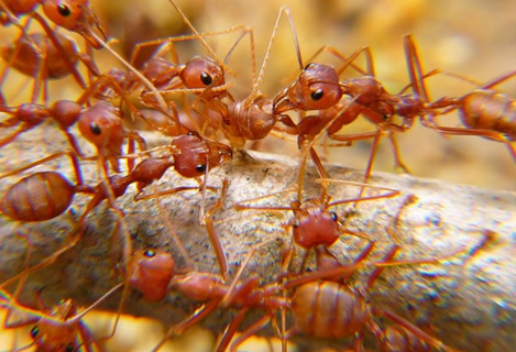 Ant Control