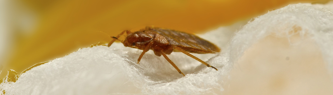 Bedbugs Control