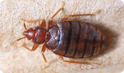 Bedbugs