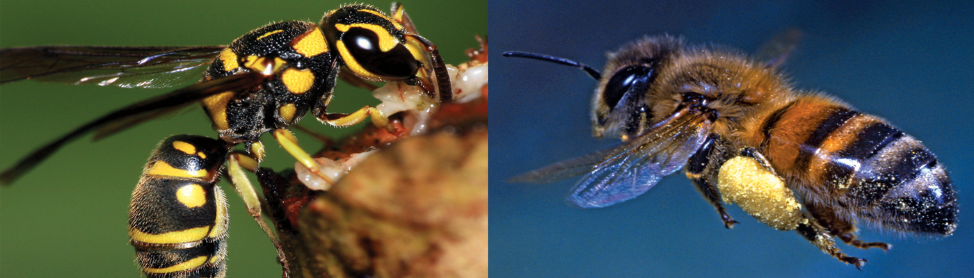 Bees and Wasps