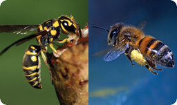 Bees/Wasps