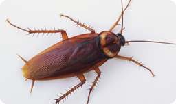 Cockroaches