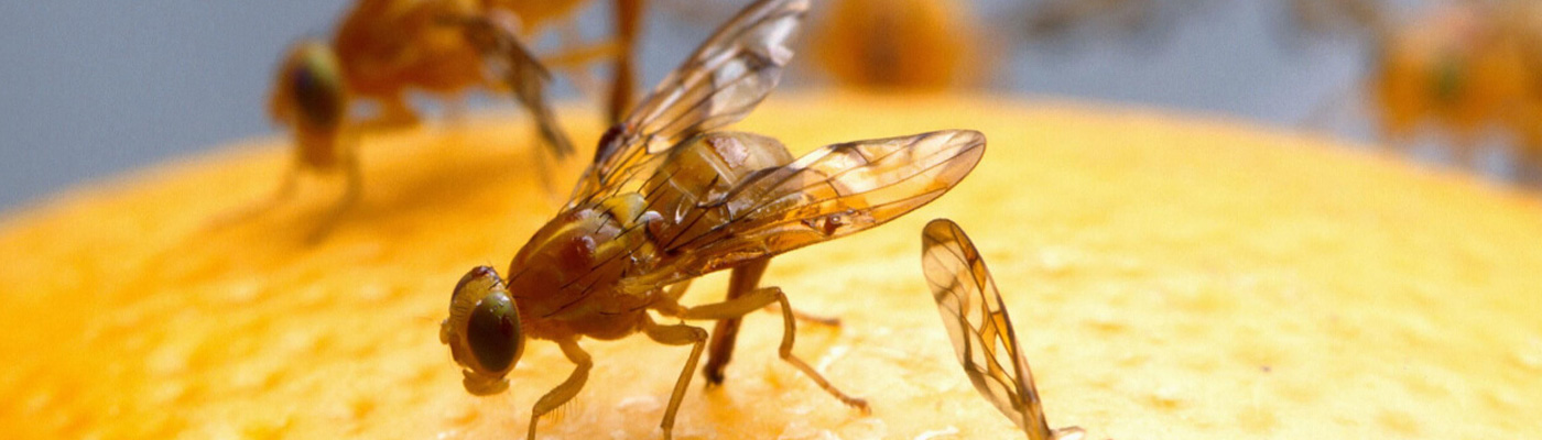 Drain fly Control