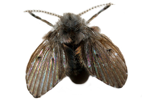 Drain fly Control