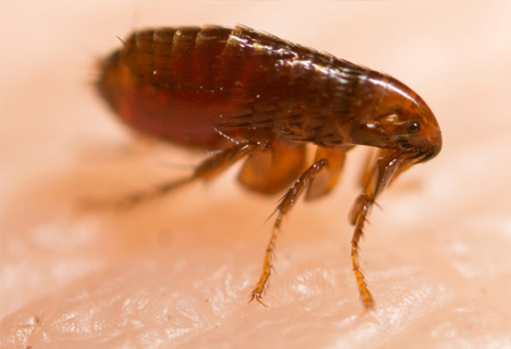 Flea Control