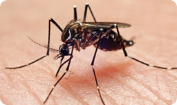 Mosquitoes