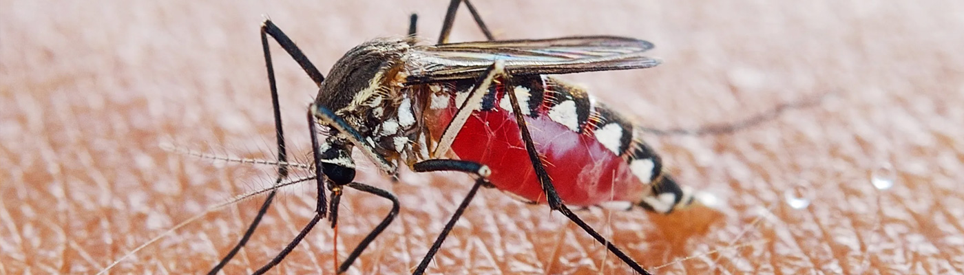 Mosquitoes