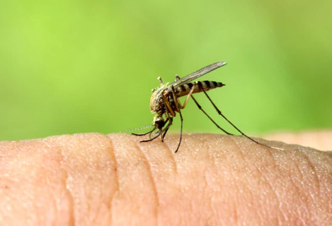 Mosquitoes