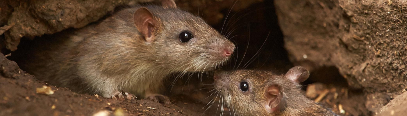 Rodent control