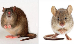 Rats and Mice