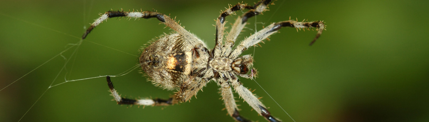 Spider Control
