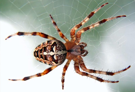 Spider Control