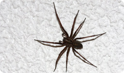 Spiders