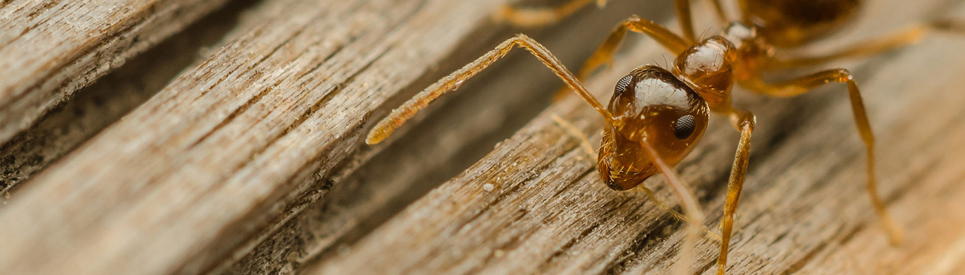 termite pest control