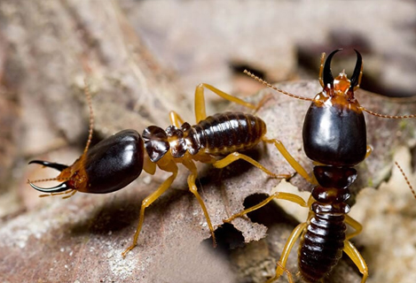Termite Pest Control Service