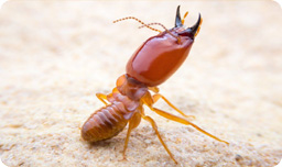 Termites