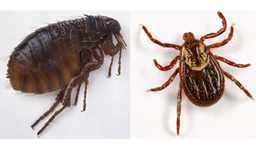 Ticks/Fleas
